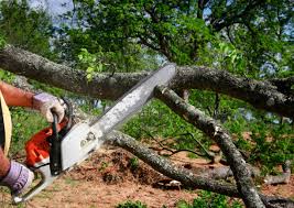 Best Tree Mulching Services  in Oriole Beach, FL