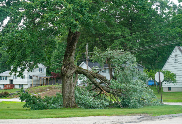 Best Tree Risk Assessment  in Oriole Beach, FL