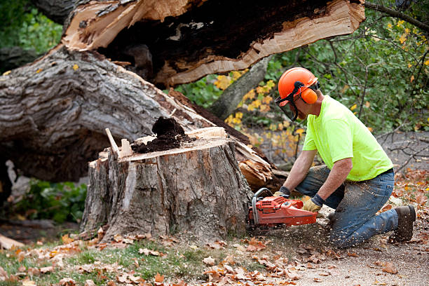 Best Tree Cabling and Bracing  in Oriole Beach, FL