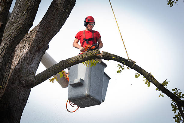 Best Tree Preservation Services  in Oriole Beach, FL