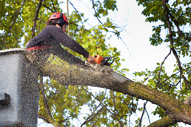 How Our Tree Care Process Works  in  Oriole Beach, FL