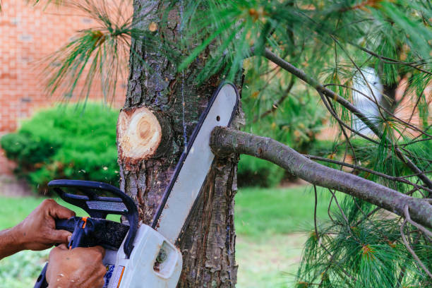 Best Tree Maintenance Programs  in Oriole Beach, FL